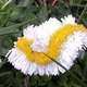 Image for article titled Stop Freaking Out: Fukushima Isn't Mutating the Daisies
